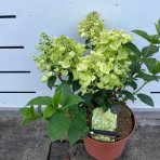 Hortenzia metlinatá (Hydrangea paniculata) ‘BEE HAPPY’® - výška 30-40 cm, kont. C2L